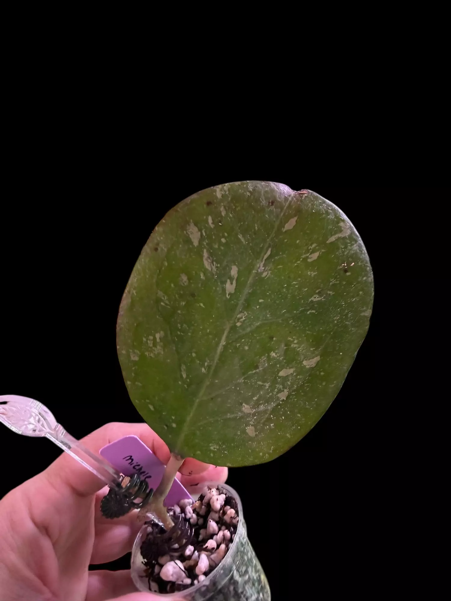 plant/Hoya ‘Michele’ Spl-0