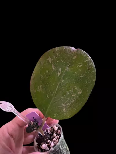 plant/Hoya ‘Michele’ Spl-0-thumbnail