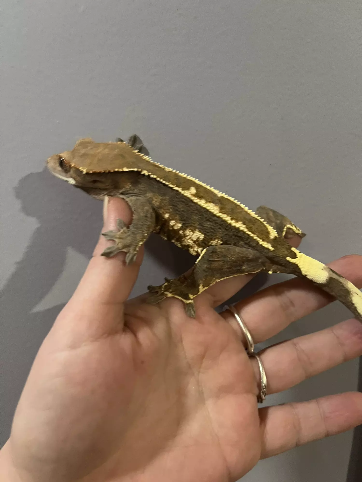 plant/Female almost Rtb cap Steve Erly lineage 39g-1