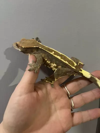 plant/Female almost Rtb cap Steve Erly lineage 39g-1-thumbnail