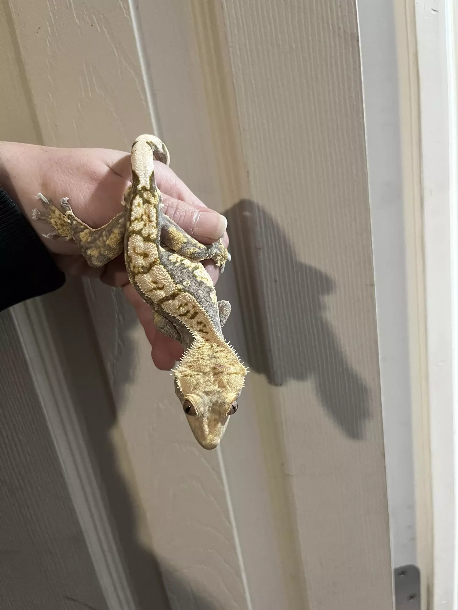 plant/Tricolor Harlequin male 32g-3