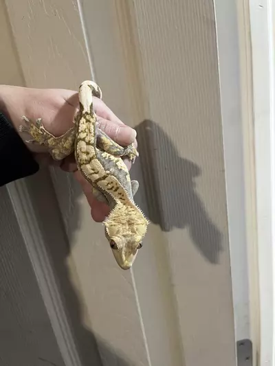 plant/Tricolor Harlequin male 32g-3-thumbnail