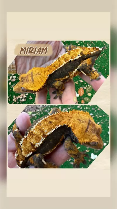 plant/RTB THICC girl! -0-thumbnail