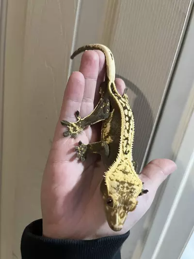 plant/Het empty back FULL quad stripe male black and cream 31g-3-thumbnail