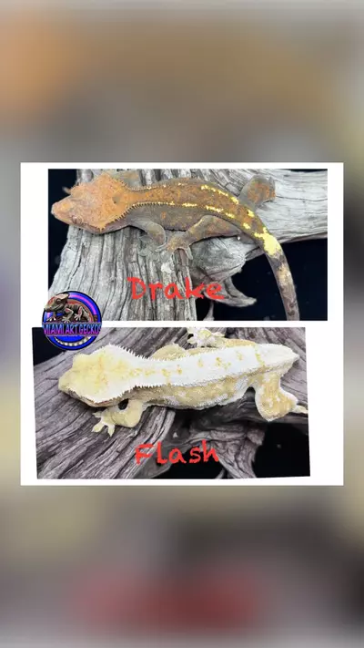 plant/GORGEOUS amazing male-2-thumbnail