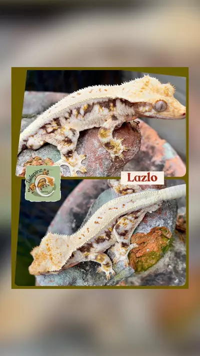 plant/Killer Proven LW Tri-0-thumbnail