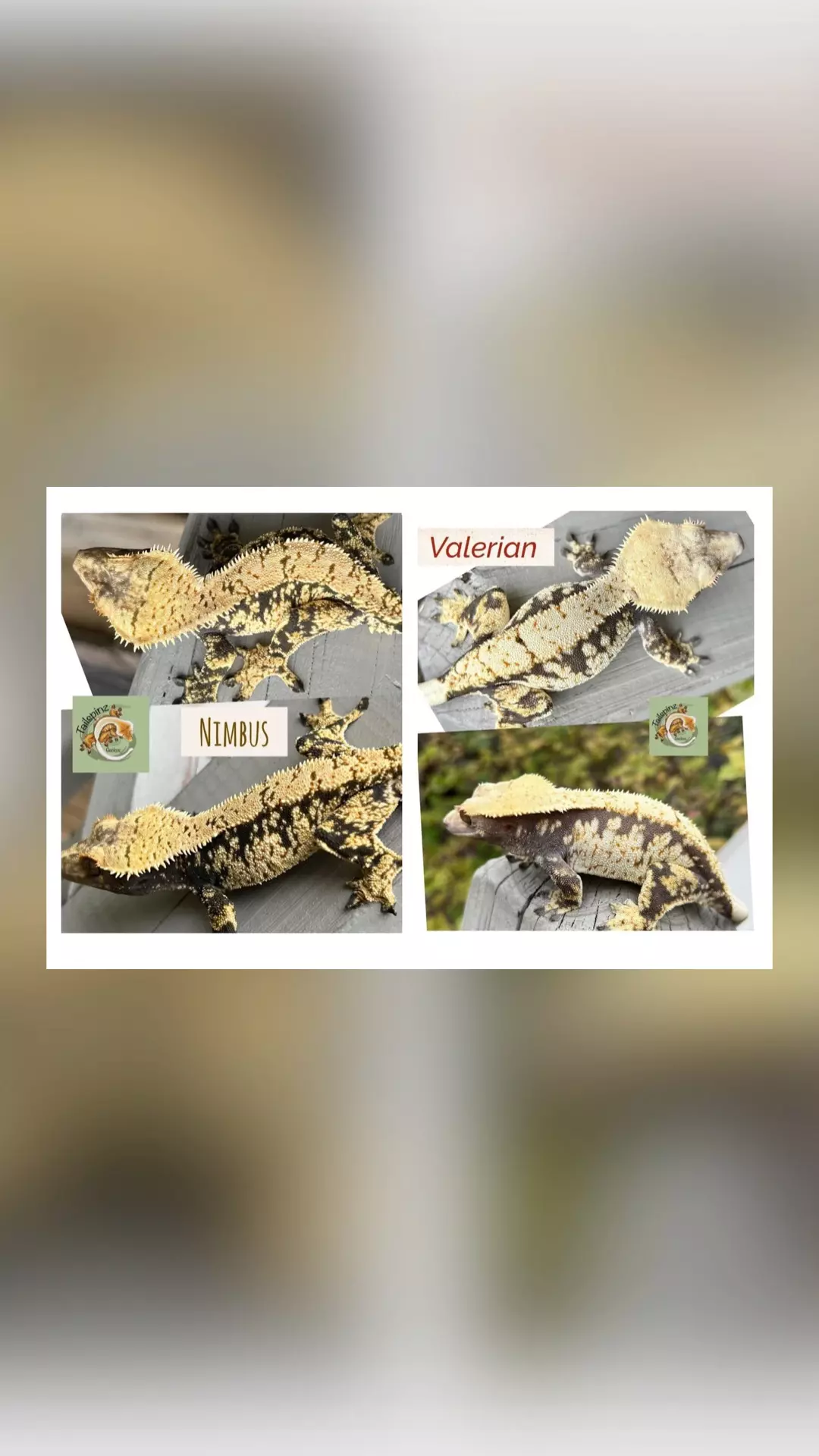 plant/Lav & Cream Extreme-1