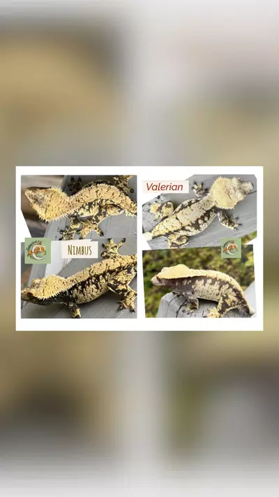 plant/Lav & Cream Extreme-1-thumbnail