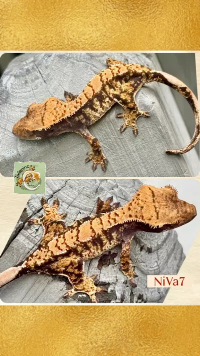 plant/Lav & Cream Extreme-0-thumbnail