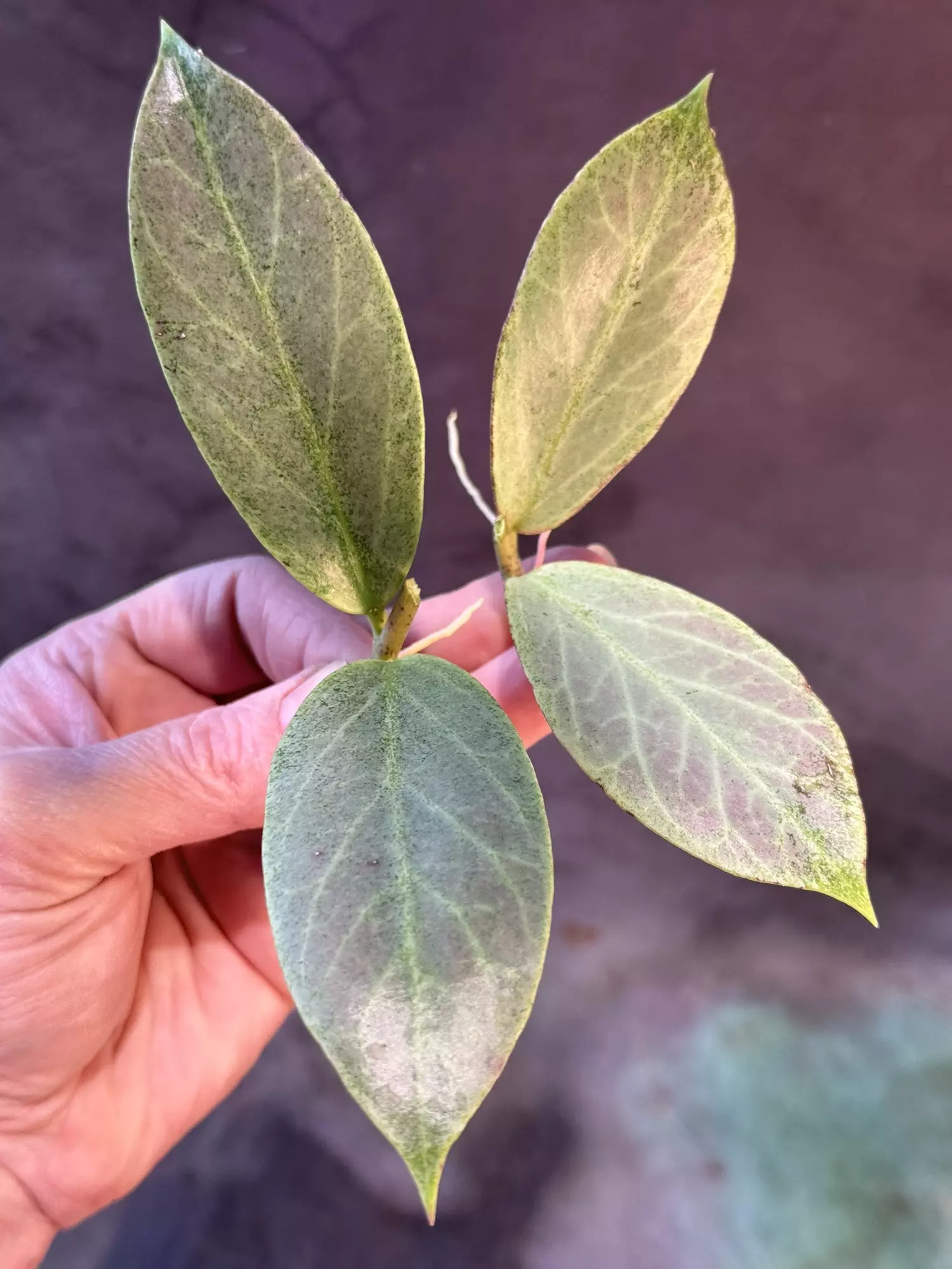 plant/Hoya rtd 1008 02 sister pod to Rowena sunrise x obovata fresh cutting-1