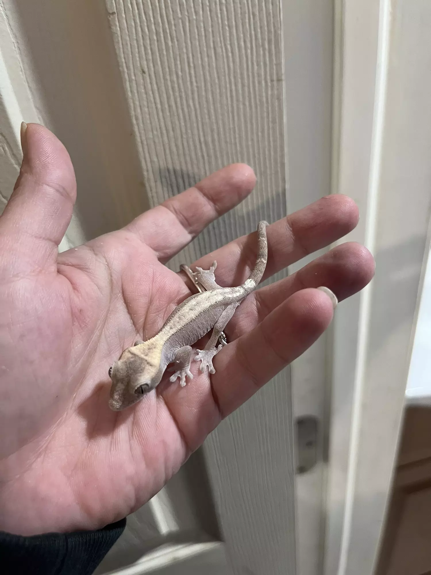 plant/Super sable *NOT FOR SALE*-1