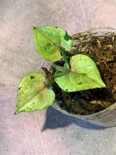 plant/Syngonium green splash-0-thumbnail