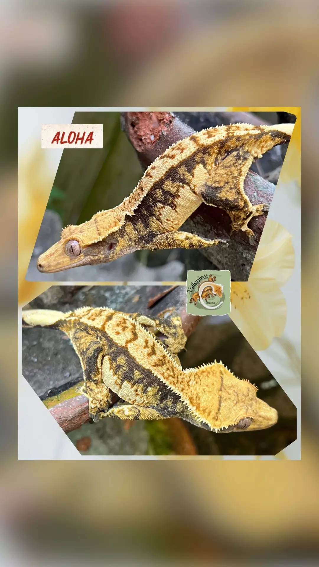 plant/HARLEY GIRL - AMAZING LATS! ( Aloha)-0