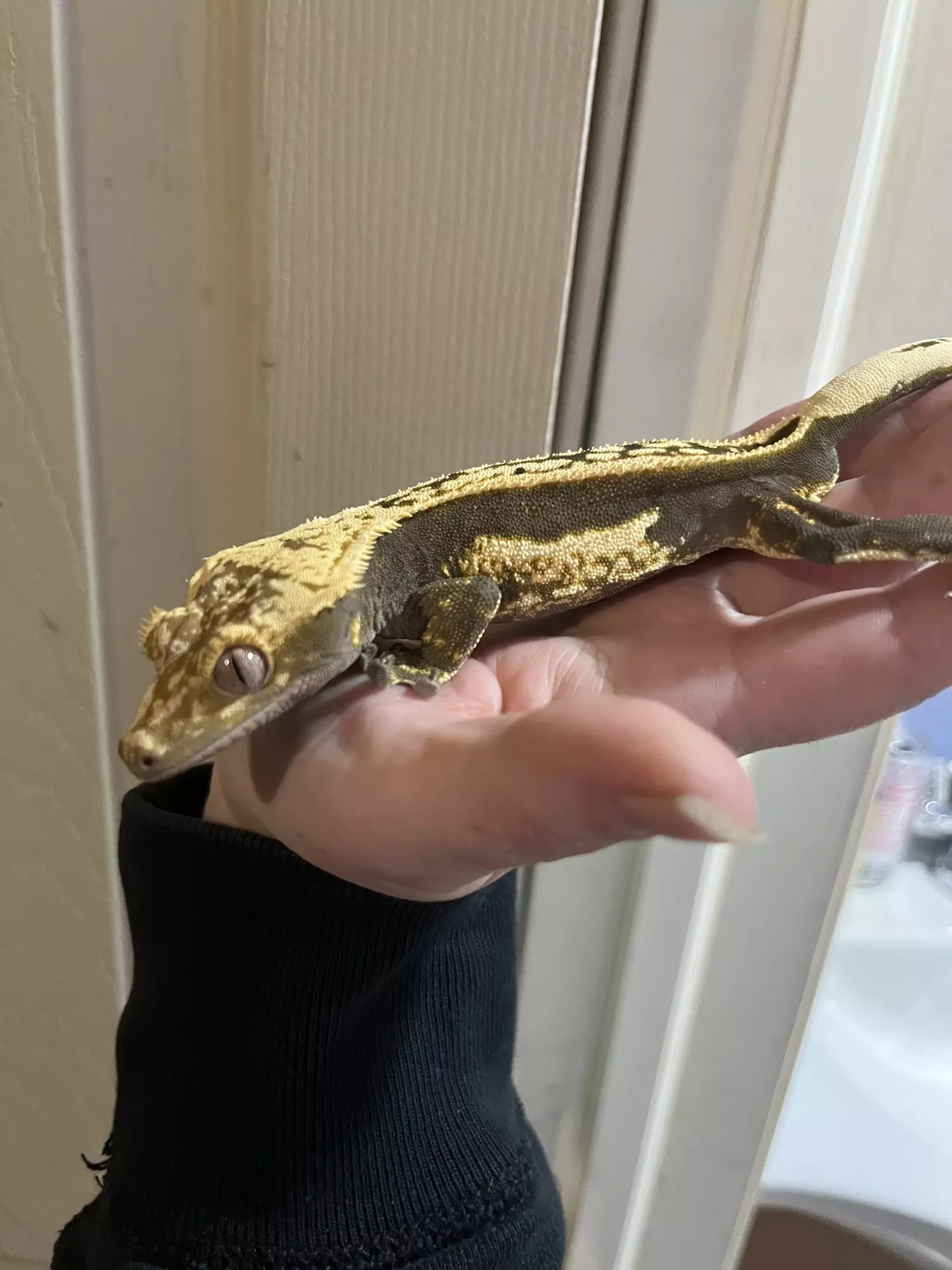 plant/Het empty back FULL quad stripe male black and cream 31g-4