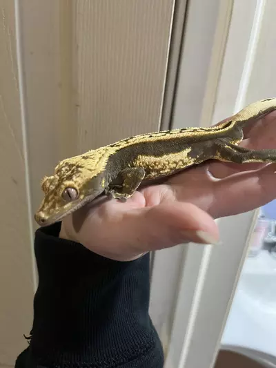 plant/Het empty back FULL quad stripe male black and cream 31g-4-thumbnail