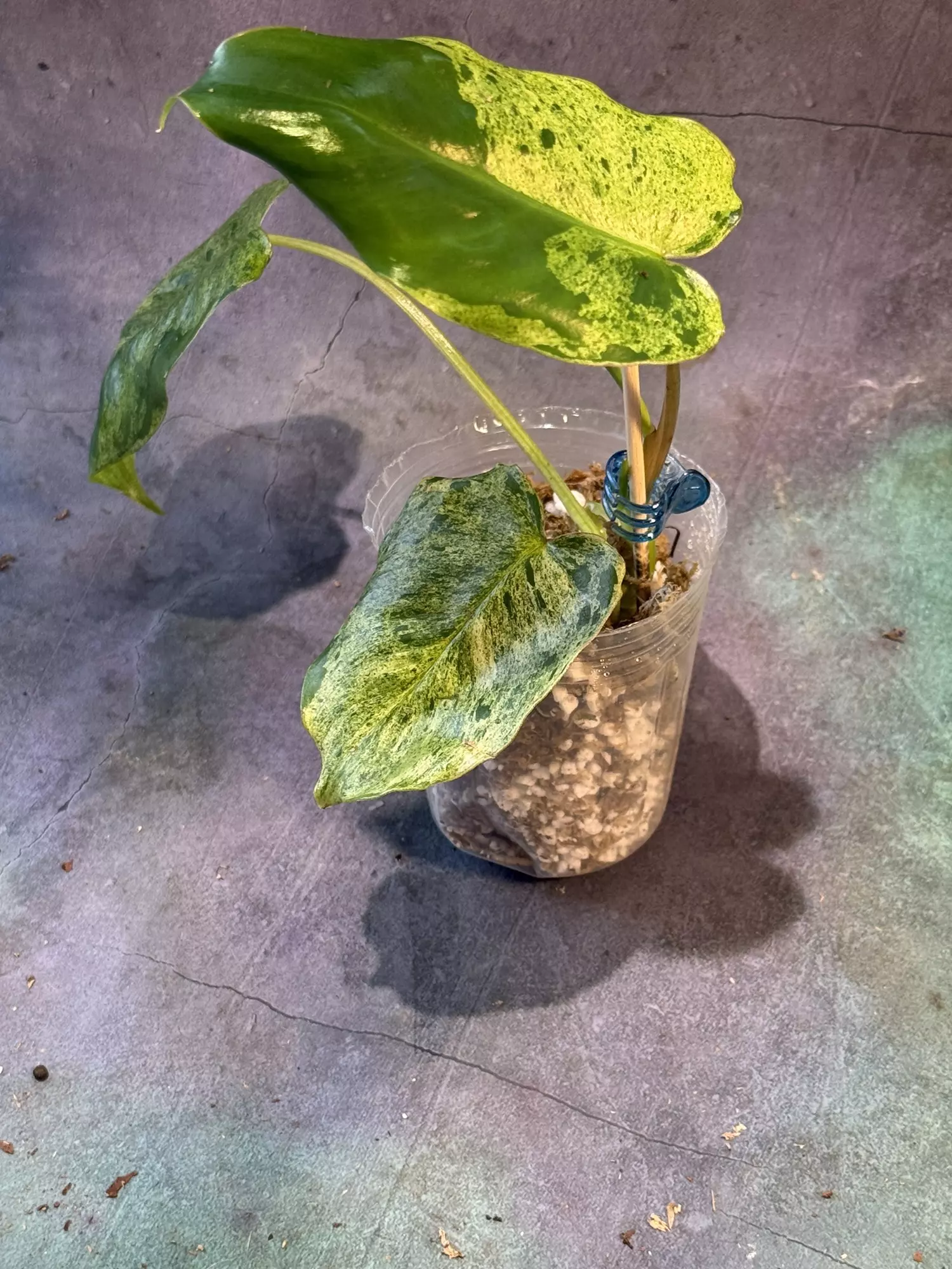 plant/Philodendron burle Marx  mint-0