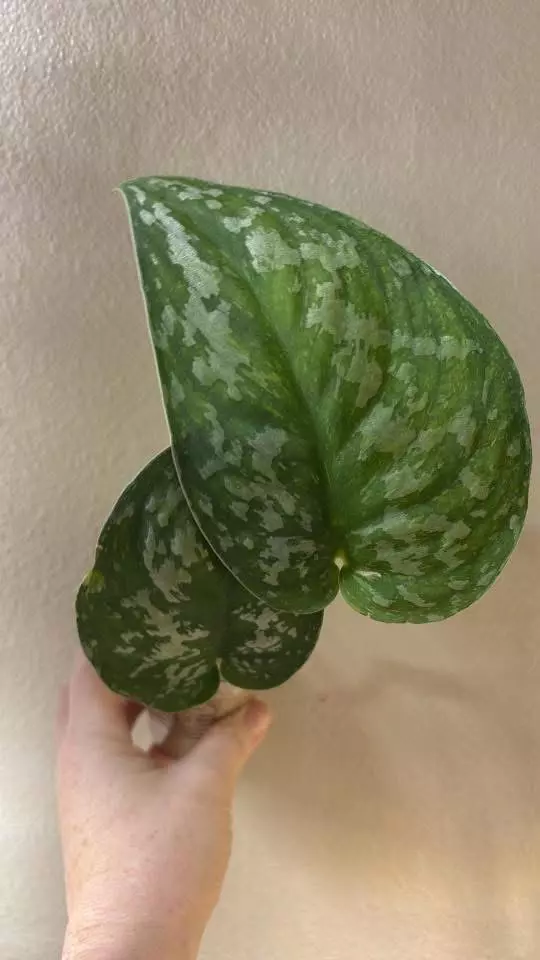 plant/Giant Baticon var scindapsus -0