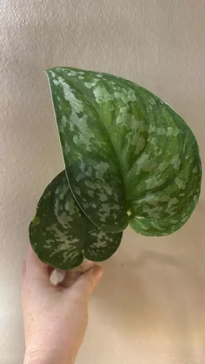 plant/Giant Baticon var scindapsus -0-thumbnail