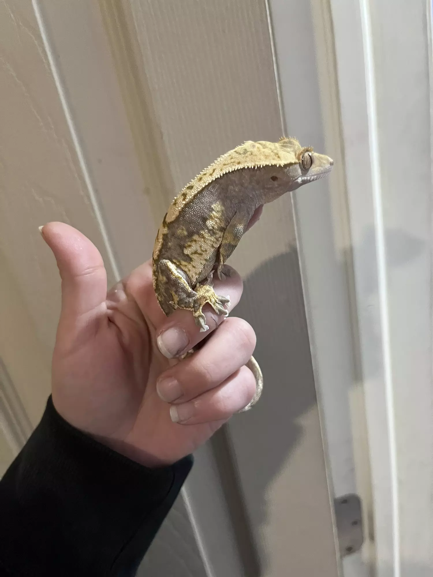 plant/Tricolor Harlequin male 32g-0