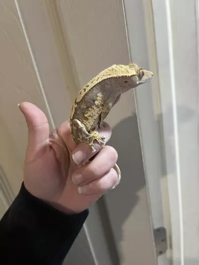 plant/Tricolor Harlequin male 32g-0-thumbnail