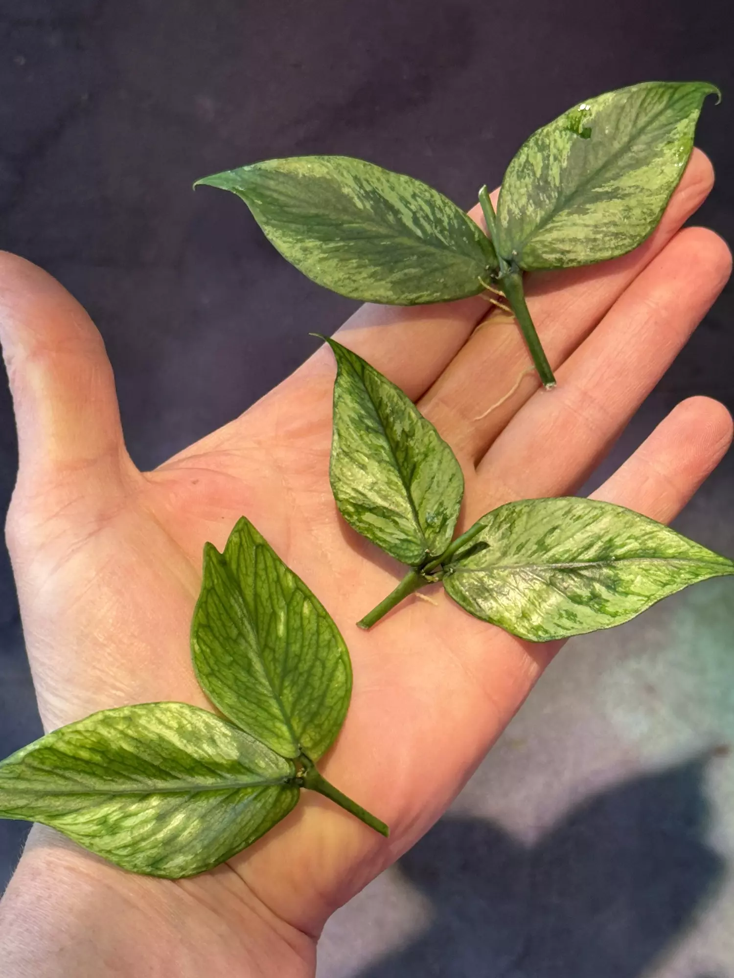 plant/Hoya polyneura broget fresh cut-0