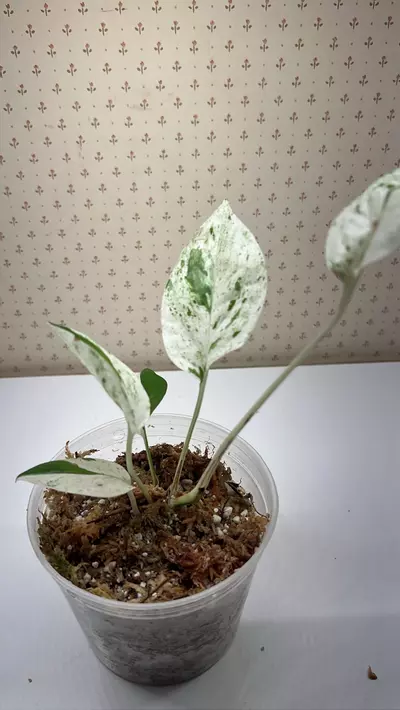 plant/Epipremnum pinnatum marble -0-thumbnail