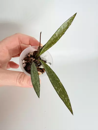 plant/Hoya Bamboo Splash-0-thumbnail