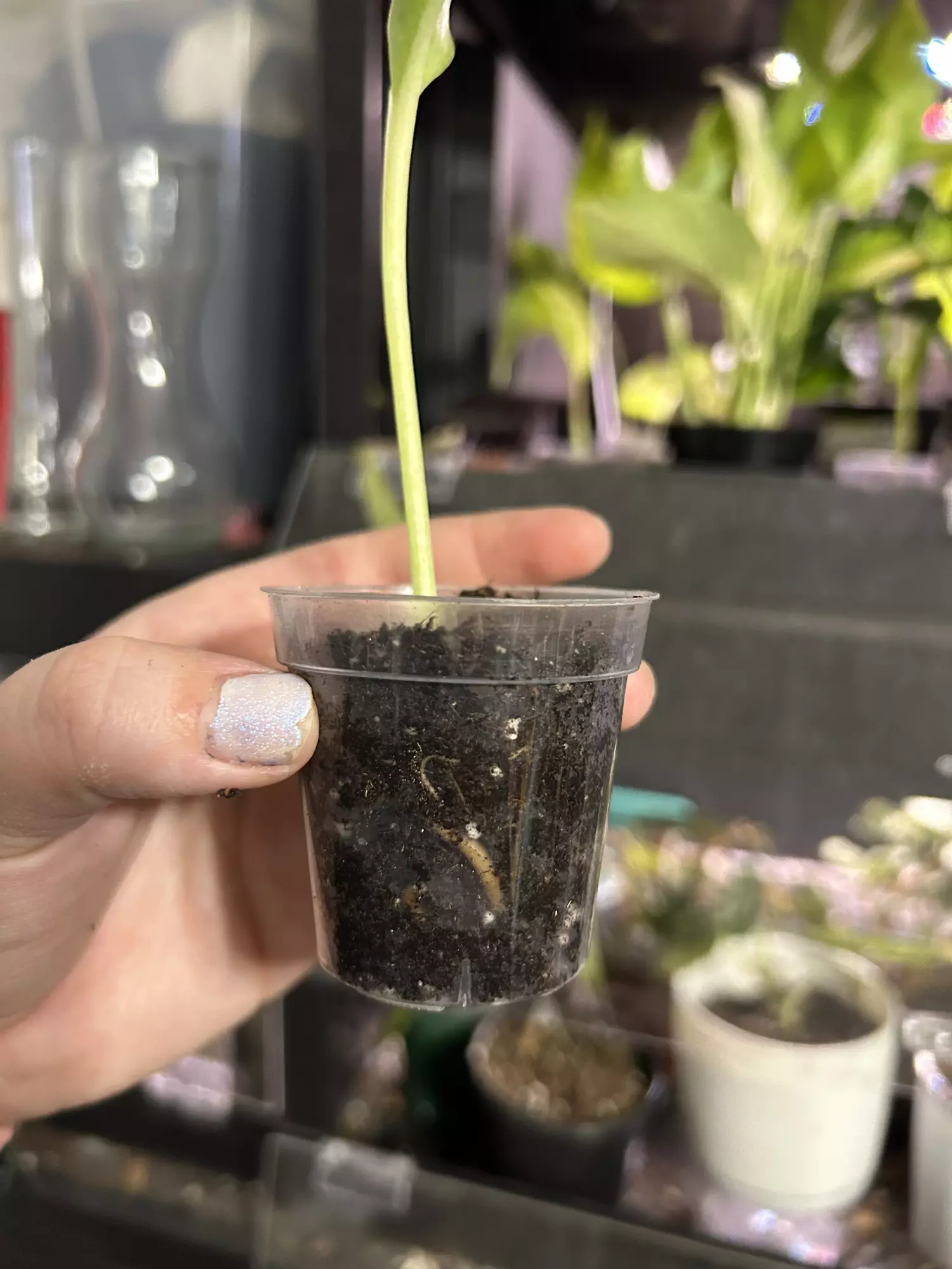 plant/Pothos Neon Queen Rooted Cutting-4