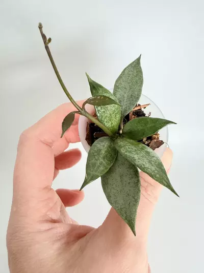 plant/Hoya White Pearl-0-thumbnail