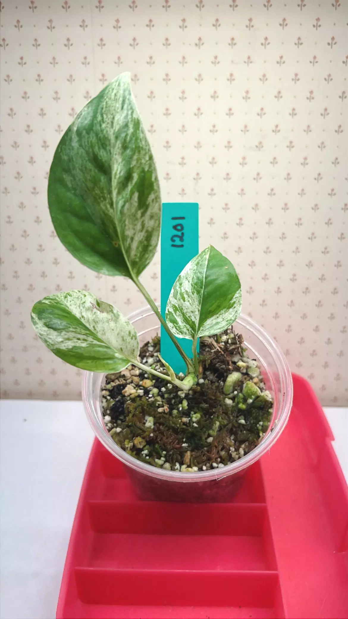 plant/Epipremnum pinnatum marble -0