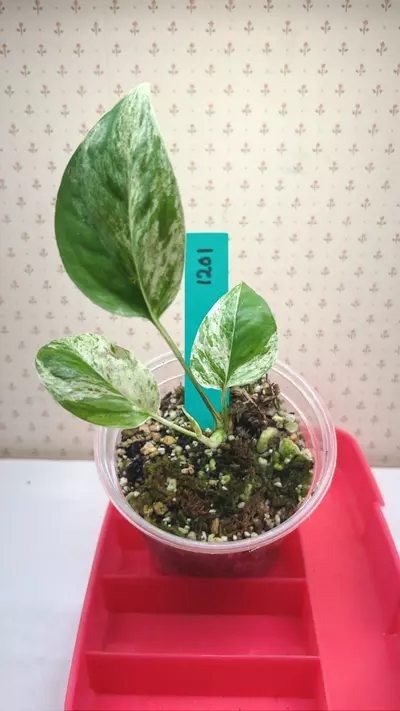 plant/Epipremnum pinnatum marble -0-thumbnail