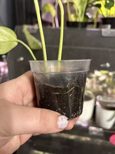 plant/Pothos Neon Queen Rooted Cutting-2-thumbnail
