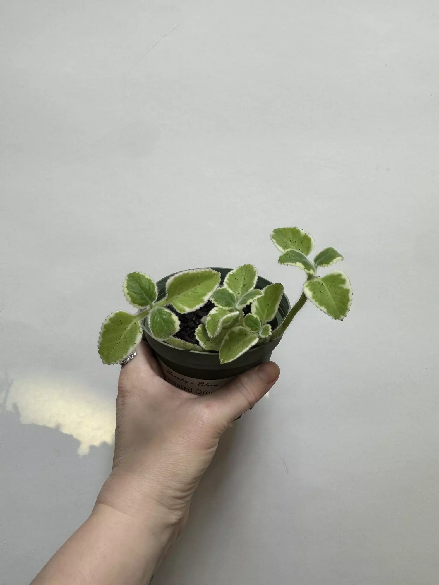 plant/Variegated Oregano 4”-0