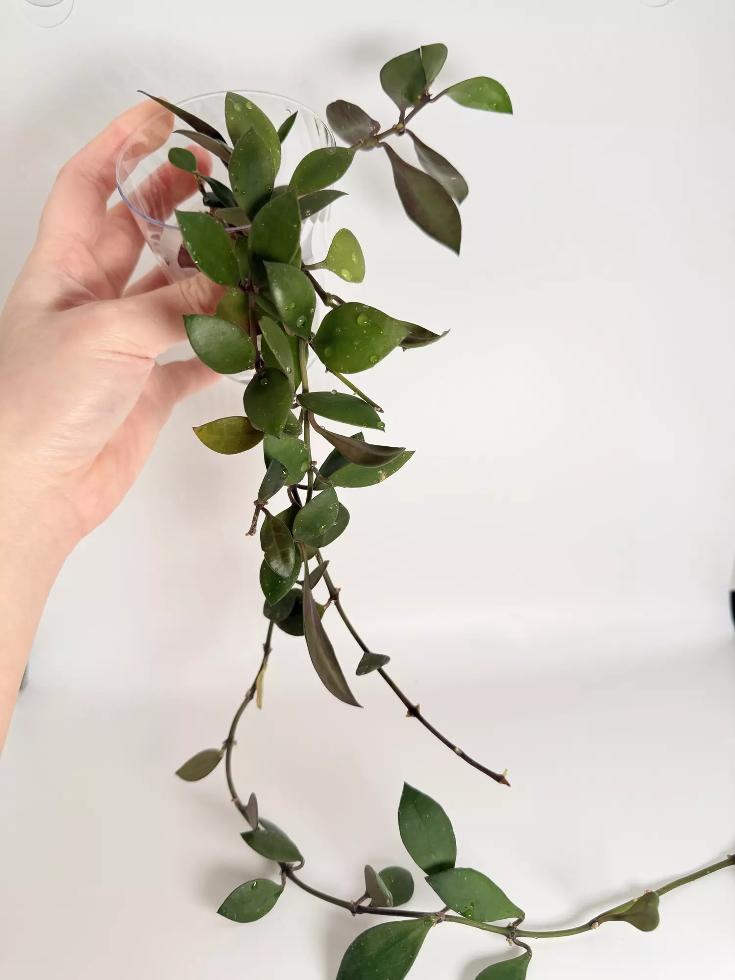 plant/Hoya Sipitangensis -1