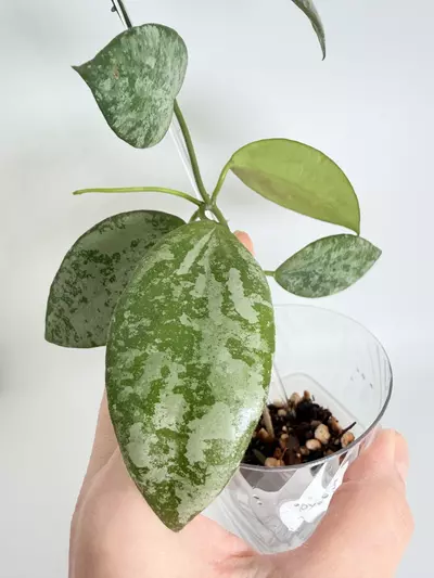 plant/Hoya Collina-2-thumbnail