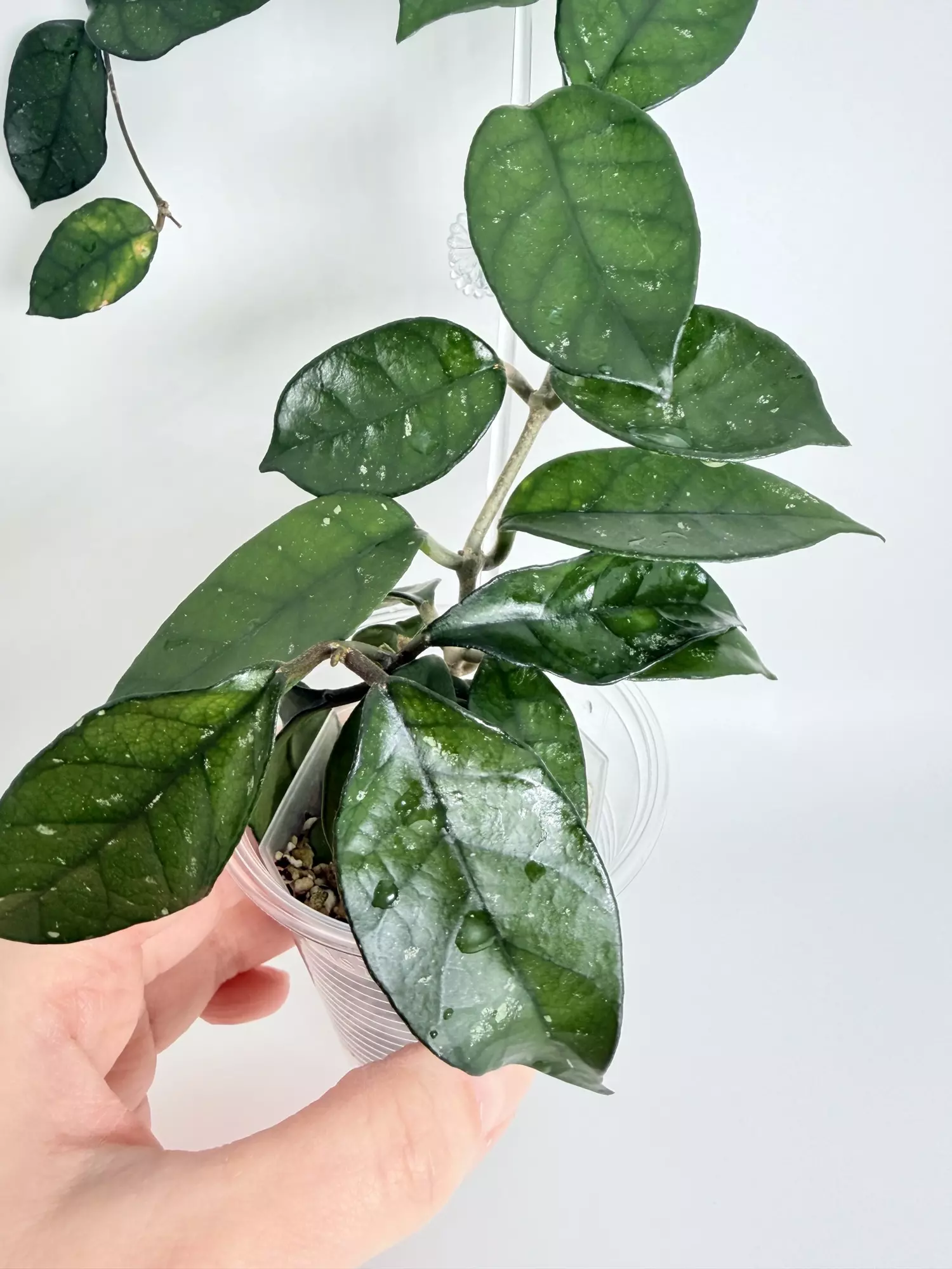 plant/Hoya Nutans-2