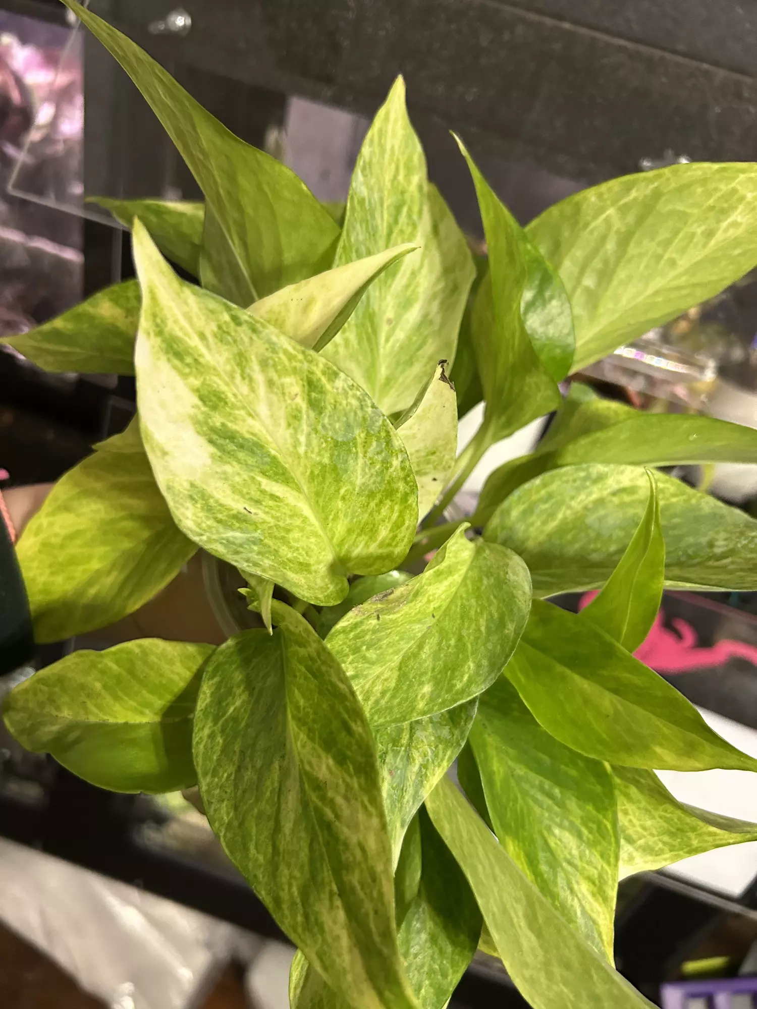plant/Pothos Neon Queen Rooted Cutting-0