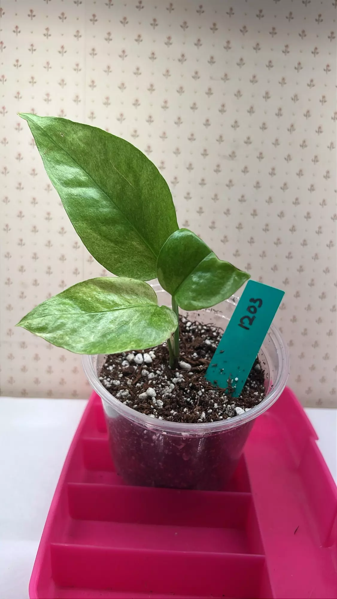 plant/Epipremnum pinnatum white mint -0