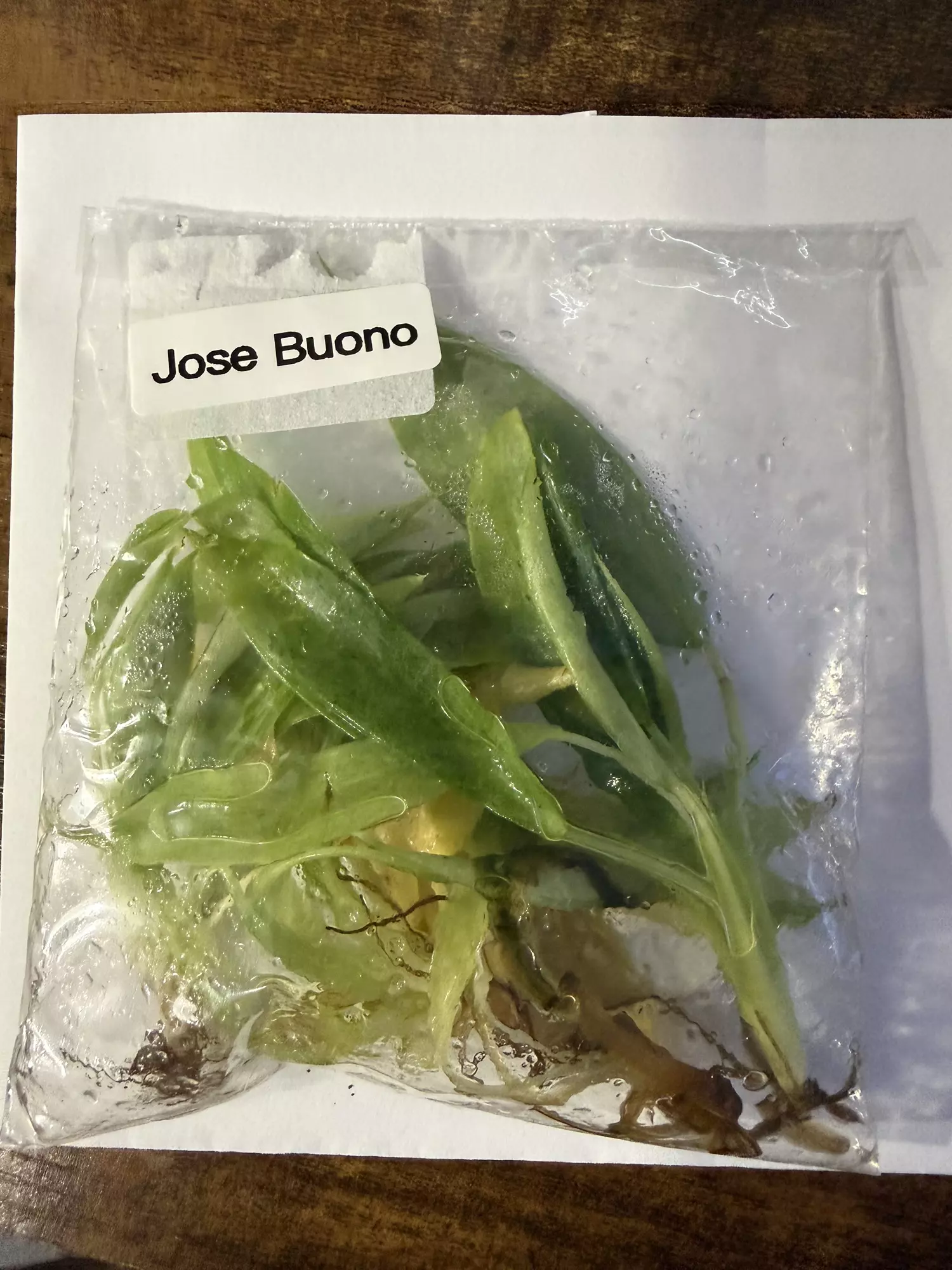 plant/Philo Jose Buono 5 pk -0