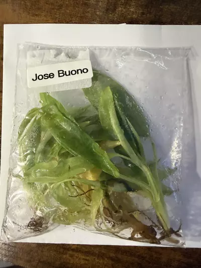 plant/Philo Jose Buono 5 pk -0-thumbnail