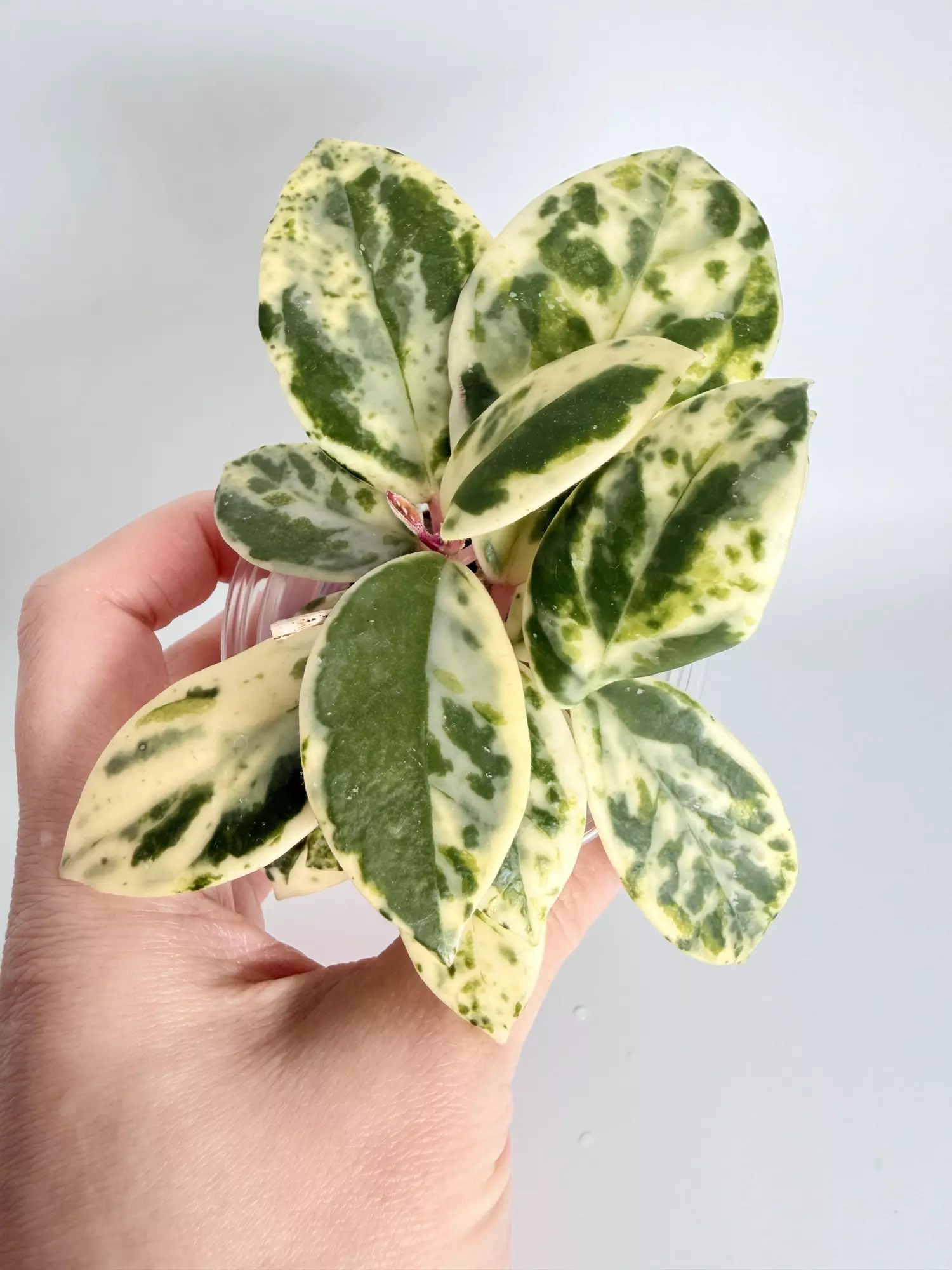 plant/Hoya Madara Snow Angel (Kunzo)-0