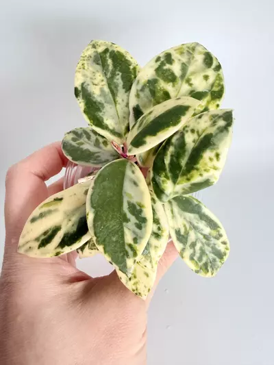 plant/Hoya Madara Snow Angel (Kunzo)-0-thumbnail