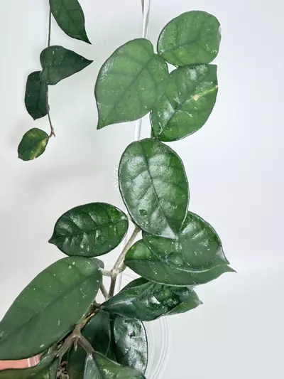 plant/Hoya Nutans-1-thumbnail