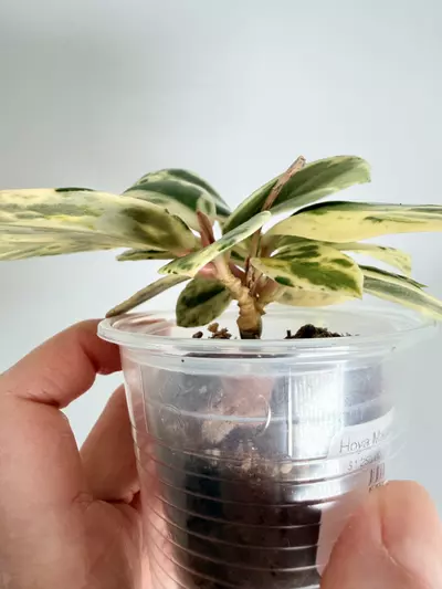 plant/Hoya Madara Snow Angel (Kunzo)-1-thumbnail