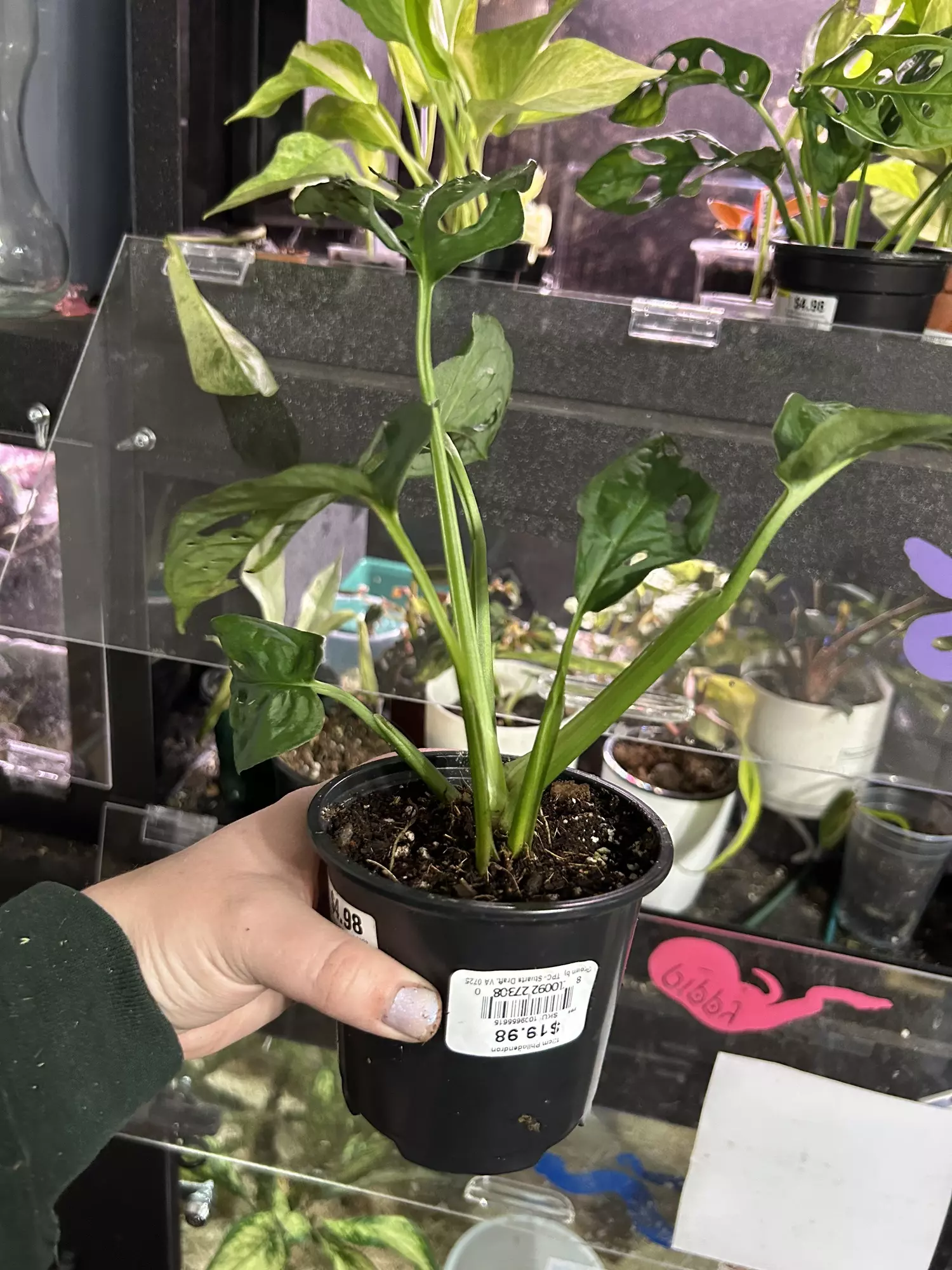 plant/Monstera Adansonii Wide Form-1