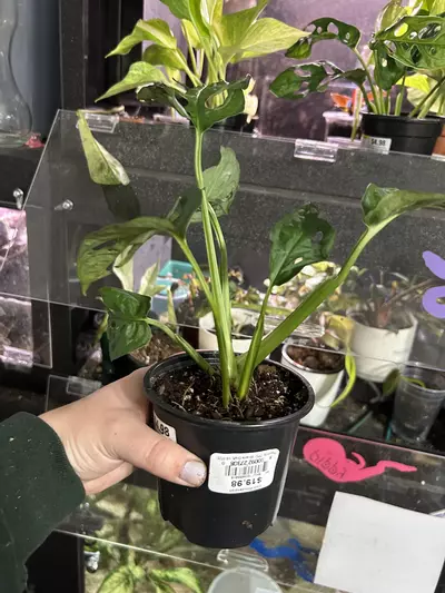 plant/Monstera Adansonii Wide Form-1-thumbnail