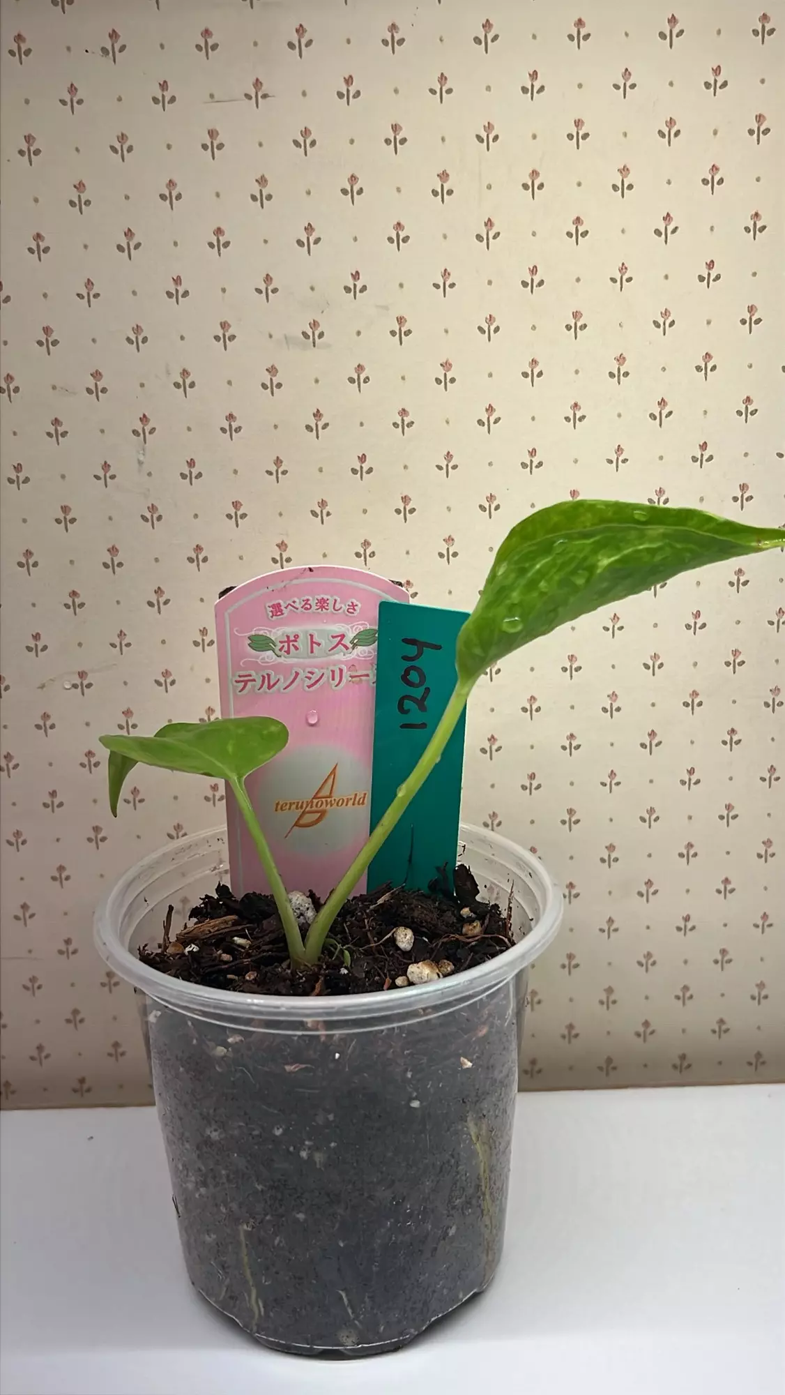 plant/Teruno Gold Jack -0