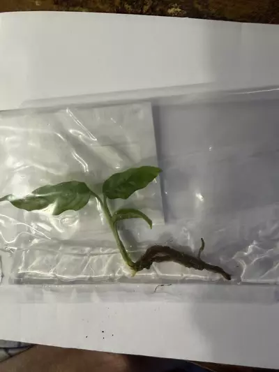 plant/Monstera Obliqua Peru-0-thumbnail