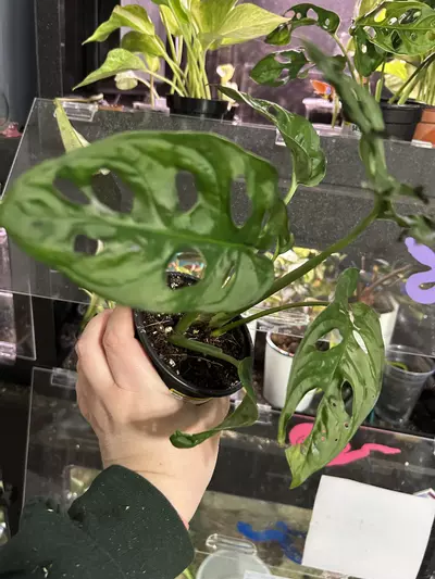 plant/Monstera Adansonii Wide Form-2-thumbnail