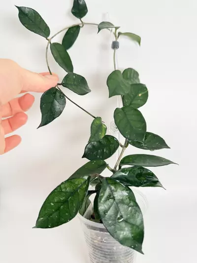 plant/Hoya Nutans-0-thumbnail